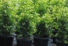 Relbiaplant-nursery-24.jpg; ?>